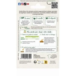 Chicorée Scarole Géante MARAÎCHÈRE SALANCA - VILMORIN