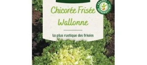 Chicorée Frisée WALLONNE Race LORCA - VILMORIN