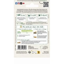 Chou-fleur LOCRIS HF1 - VILMORIN