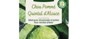 Chou Cabus QUINTAL D'ALSACE - VILMORIN
