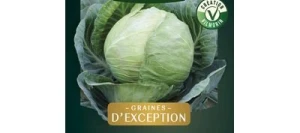 Chou Cabus TÊTE DE PIERRE HF1 - VILMORIN