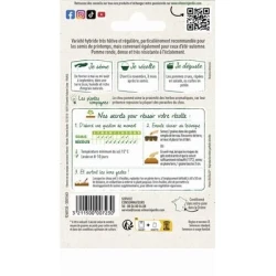 Chou Cabus TÊTE DE PIERRE HF1 - VILMORIN