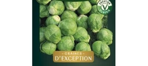 Chou de Bruxelles JADE CROSS HF1 - VILMORIN