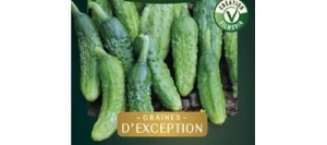 Cornichon PARIGYNO HF1 - VILMORIN