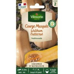 Courge Musquée WALTHAM BUTTERNUT BIO - VILMORIN