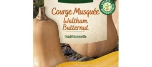 Courge Musquée WALTHAM BUTTERNUT - VILMORIN