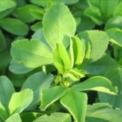 Inoculum VITALIANZ R Luzerne