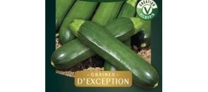 Courgette ANISSA HF1 - VILMORIN