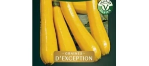 Courgette ORÉLIA HF1 - VILMORIN