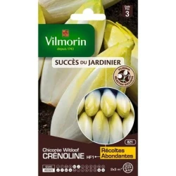 Chicorée Witloof CRÉNOLINE HF1 - Endive- VILMORIN