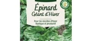 Épinard GÉANT D'HIVER - VILMORIN