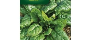 Épinard LAGOS HF1 - VILMORIN