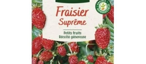 Fraisier SUPRÊME - VILMORIN