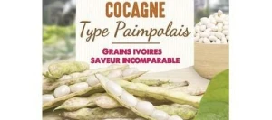 Haricot nain à écosser COCAGNE - VILMORIN