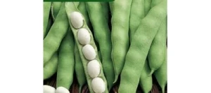 Haricot nain à écosser COCO BLANC Précoce - VILMORIN