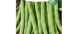 Haricot nain mangetout CONTENDER - VILMORIN