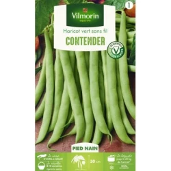 Haricot nain mangetout CONTENDER - VILMORIN
