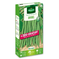 Haricot nain sans fil DIVINEL - VILMORIN