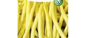 Haricot nain mangetout GOUSSDOR - VILMORIN