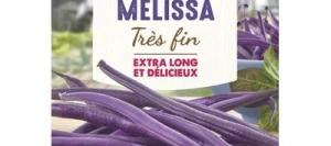 Haricot violet sans fil MELISSA - VILMORIN