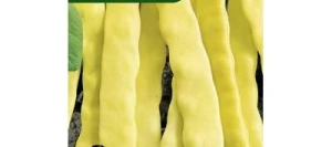 Haricot à rames mangetout MERVEILLE DE VENISE - VILMORIN