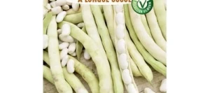 Haricot nain à écosser MICHELET à Longue Cosse - VILMORIN