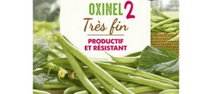 Haricot vert sans fil OXINEL 2 - VILMORIN