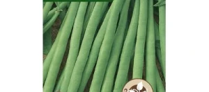 Haricot nain mangetout PRIMEL - VILMORIN