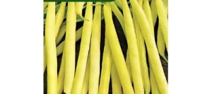 Haricot nain mangetout DE ROCQUENCOURT - VILMORIN