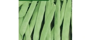 Haricot nain mangetout ROMA 2 - VILMORIN