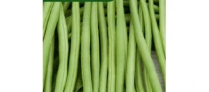 Haricot nain sans fil TALISMAN - VILMORIN