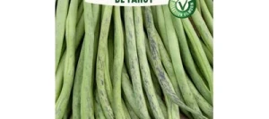 Haricot nain à filets TRIOMPHE DE FARCY - VILMORIN