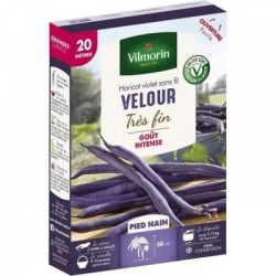 Haricot violet sans fil VELOUR - VILMORIN