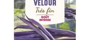 Haricot violet sans fil VELOUR - VILMORIN