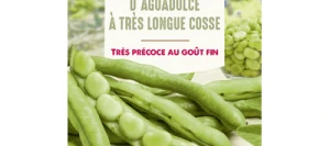 Fève D'ALGUADOUCE à Très Longue Cosse - VILMORIN