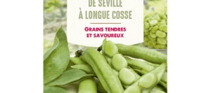 Fève DE SÉVILLE à Longue Cosse - VILMORIN