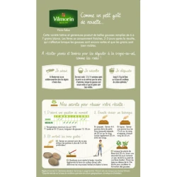 Fève DE SÉVILLE à Longue Cosse - VILMORIN