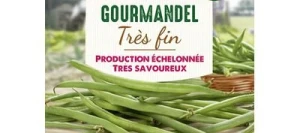 Haricot vert sans fil GOURMANDEL - VILMORIN