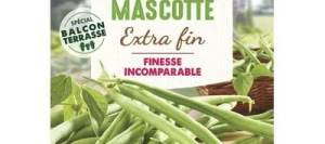 Haricot vert sans fil MASCOTTE - VILMORIN