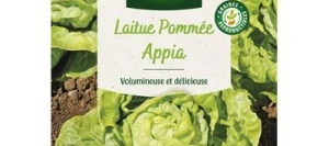 Laitue pommée APPIA - VILMORIN