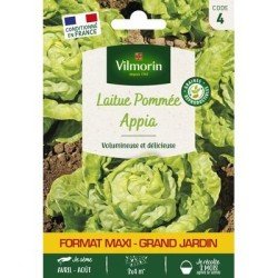 Laitue pommée APPIA - VILMORIN