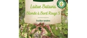 Laitue Batavia BLONDE Á BORD ROUGE 5 - VILMORIN