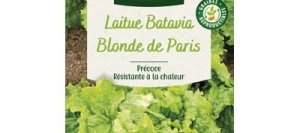 Laitue Batavia BLONDE DE PARIS - VILMORIN