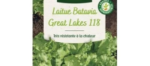 Laitue Batavia GREAT LAKES 118 - VILMORIN