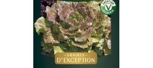 Laitue Batavia KAMIKAZE - VILMORIN