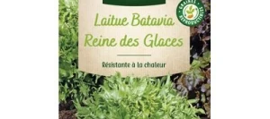 Laitue Batavia REINE DES GLACES - VILMORIN