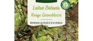 Laitue Batavia ROUGE GRENOBLOISE - VILMORIN