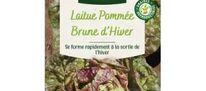 Laitue Brune d'hiver - VILMORIN