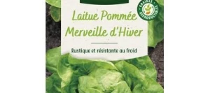 Laitue MERVEILLE D'HIVER - VILMORIN