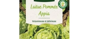 Laitue pommée APPIA - VILMORIN